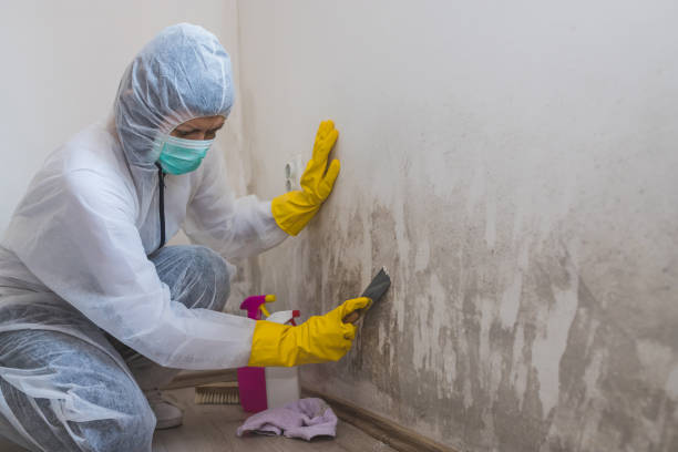 Best Mold Damage Repair  in USA